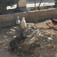 نیمچه برهما|حیوانات مزرعه|اصفهان, جلفا|دیوار