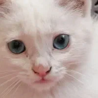 گربه میکس پرشین واگذاری