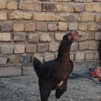 تخم لاری نطفه دار|حیوانات مزرعه|قم, شهر قائم|دیوار