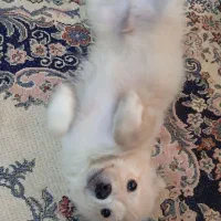 پامر روباهی|سگ|رشت, یخسازی|دیوار