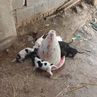 توله پویینتر انگلیس|سگ|مینودشت, |دیوار