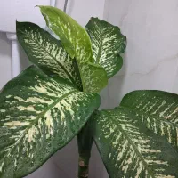 گل و گیاه دیفن باخیا