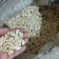 تخم کدو خام حدودا 50 کیلو وبذر باقلا