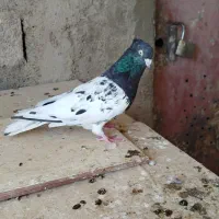 حمیدیه|پرنده|حمیدیه, |دیوار