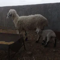 یک عدد میش زائده شیری