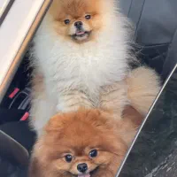 پامرانین نر ده ماهه خرسی بوفیس