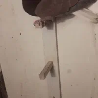 کفتر گلی دم سفید|پرنده|رفسنجان, |دیوار