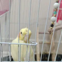 عروس هلندی|پرنده|تهران, تهرانپارس شرقی|دیوار