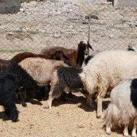 گوسفند چاق درجه یک|حیوانات مزرعه|دورود, |دیوار