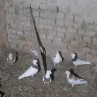 طوقی|پرنده|نظر کهریزی, |دیوار