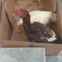 خروس ومرغ نژاد لاری افغان