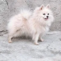 پامر خرسی ماده