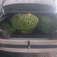 لیمو میناب