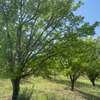 باغ شهر|فروش دفتر صنعتی، کشاورزی، تجاری|زنجانرود, |دیوار