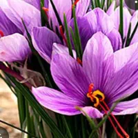 افزایش تضمینی تناژ طلای سرخ
