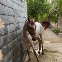 کره اسب مادیان