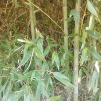 لوله خیزران