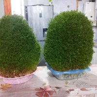 سبزه تپه ای و عروس داماد|گل و گیاه طبیعی|نورآباد, |دیوار