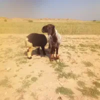 میش بره