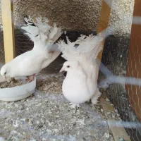 کفتر دم چتری