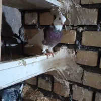 کله سیا طوقی هفترنگ