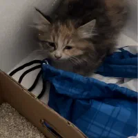 گربه بدبخت|گربه|تهران, باغ فیض|دیوار