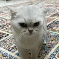 گربه بریتیش شورت هیر