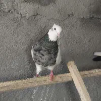 کبوتر طوقی سرور ب شرط تخمو‌جوجه هوایی