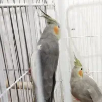 عروس هلندی نر و ماده|پرنده|رشت, پیرکلاچای|دیوار