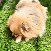 پامر عروسکی