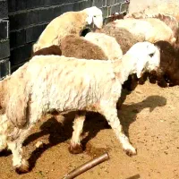 بره نرینه بختیاری تخمی