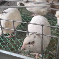 عروس هلندی|پرنده|گرگان, |دیوار