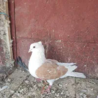 کفتر حسابی