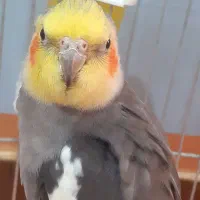 یک جفت عروس هلندی نر و ماده