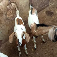 گیسه و نری