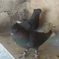 دم سفید|پرنده|گله دار, |دیوار