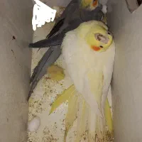 جفت به ضمانت تخم جوجه