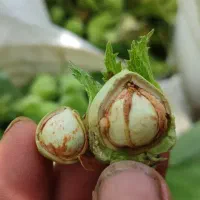 فندق کشاورزی هم محلی اشکور