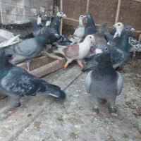 کفتر زمند|پرنده|هلالی, |دیوار