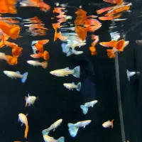 انواع نژاد ماهی گوپی جدید رسید