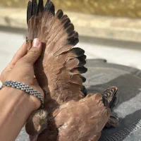 پرتقالی