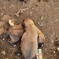سگ کوته نژاددار