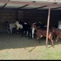 استخدام کارگر دامداری، چوپان و کشاورز