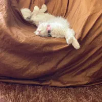 گربه پرشین اسکاتیش جنسیت ماده متولد۱۴۰۱/۶/۱۶|گربه|کرمان, |دیوار