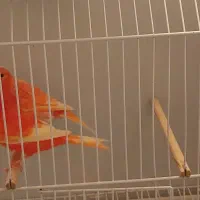 قناری سرخ|پرنده|مشهد, حرم مطهر رضوی|دیوار