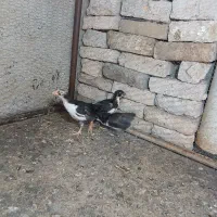 گلین در همه سنین.خروس گلپایگانی. مرغ.بوقلمون|حیوانات مزرعه|محمدشهر, زیبادشت|دیوار