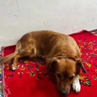 سگ آپارتمانی