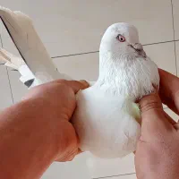 فروش هفت عدد کفتر پرشی