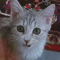 واگذاری گربه