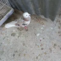 پرنده کبوتر و قفسی|پرنده|شیراز, انجیر|دیوار